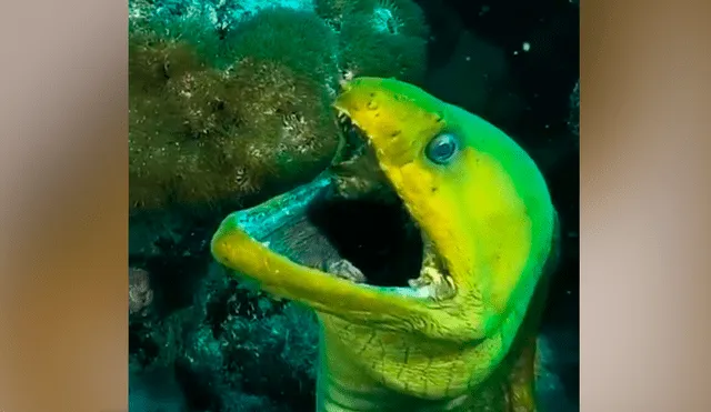 YouTube viral: terrorífica criatura es descubierta por buzo cuando descendió a las profundidades del mar