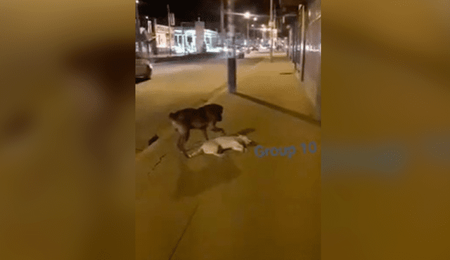 Facebook viral: perro intenta reanimar a su 'amigo' que murió atropellado en calle de Huancayo