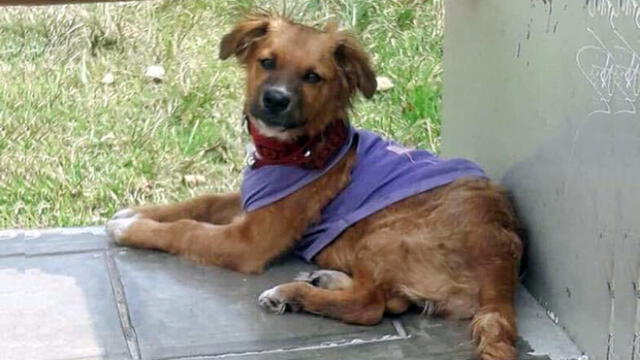 Cercado de Lima: dueños desesperados piden apoyo para encontrar a su mascota