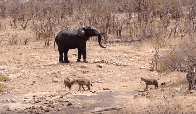 Desliza hacia la izquierda para ver el enfrentamiento de una manada de hienas con leones. Video es viral en YouTube.