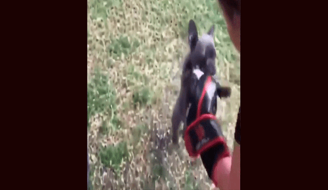 Facebook: joven muestra su curiosa forma de practicar "boxeo" luchando con su perro [VIDEO]
