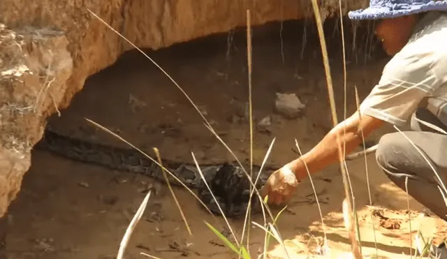 Vía YouTube: pata lucha contra serpiente a muerte por defender a sus crías y un 'ángel' la salva [VIDEO]