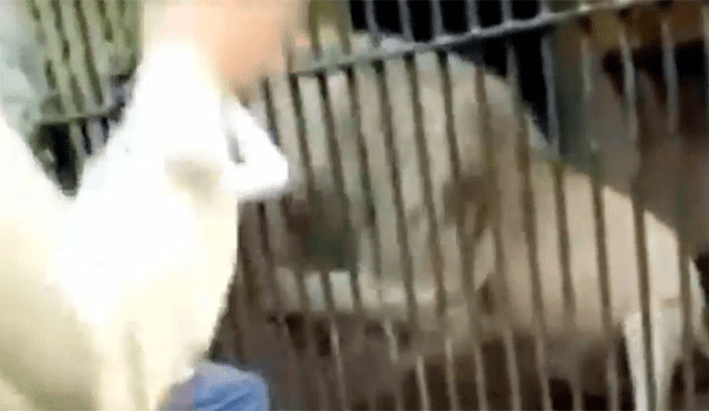 León casi arranca el brazo de su cuidador ante la mirada atónita de los visitantes [VIDEO]