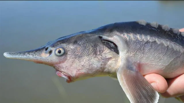 El llamado 'pez gordo' nació en laboratorio de Hungría. Foto: Flórián Tóth