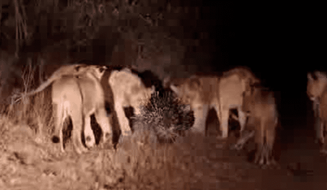 Facebook viral:cámaras registran épica  pelea de puercoespín con hambrientos leones [VIDEO]