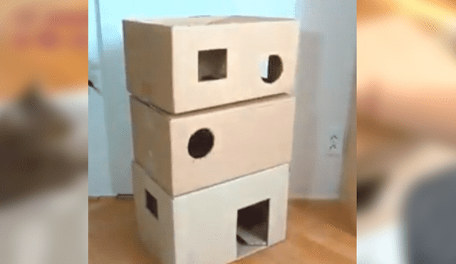 En Facebook, un joven utilizó cartón para fabricar una casa especial para su adorado gato y obtuvo un buen resultado.