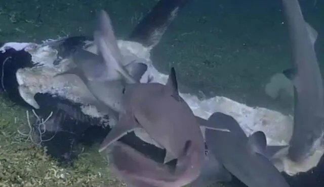 El impactante hecho sucedió en la costa de Carolina del Norte. Foto: Captura/Facebook/NOAA Office of Ocean Exploration and Research