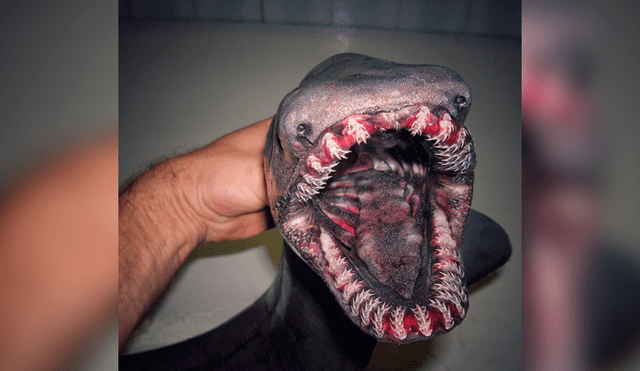 Vía Facebook: terroríficas criaturas marinas fueron halladas por pescador ruso y fotos asustan a miles [FOTOS]