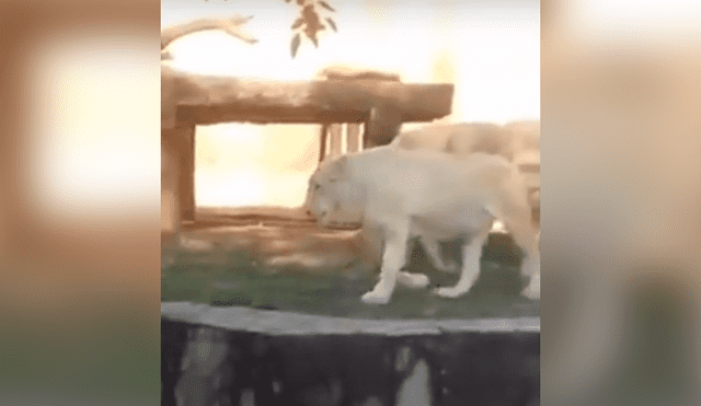 YouTube viral: ingeniosa madre usa gran truco para que su hijo no vea a dos leones en momento íntimo [VIDEO]
