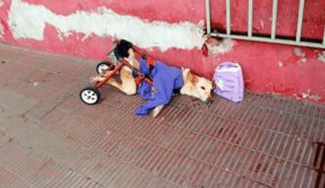 Facebook viral: Mascota en silla de ruedas es abandonada y el final hace llorar [VIDEO]
