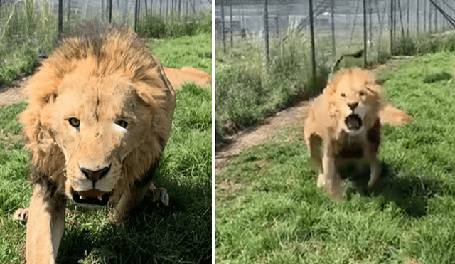 El video viral de Facebook registró el momento en que un enfurecido león atacó a su amo.