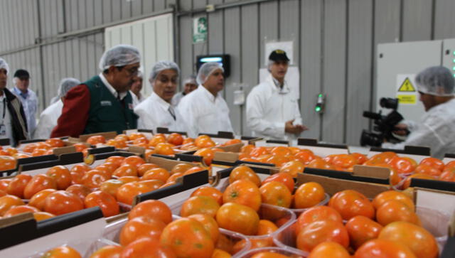 Japón abre sus puertas a la mandarina peruana