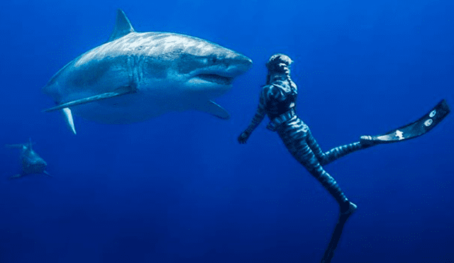 YouTube viral: graban el momento en que buzo nada junto a temible tiburón blanco [VIDEO]