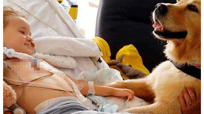 Niño en cuidados intensivos reaccionó tras ser saludado por un perro