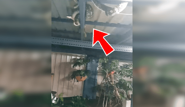 En Facebook, una mujer quedó espantada al encontrar tres enormes pitones en el techo de su patio.