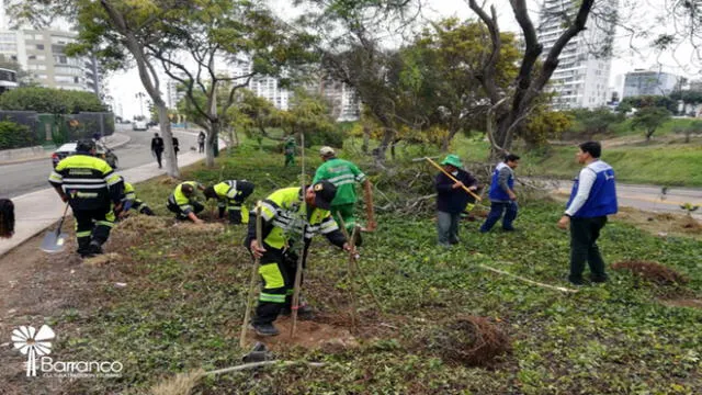 Siembran más de 200 árboles para evitar deslizamiento sobre la Costa Verde 