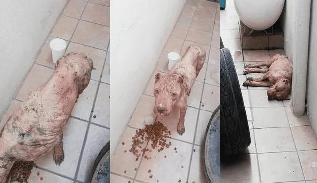 Desliza para ver el cambio que sufrió este perro que se volvió famoso en Facebook. Foto: Captura.