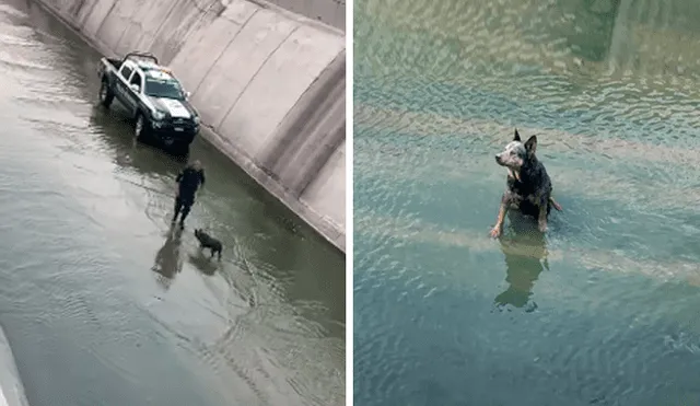 Desliza las imágenes hacia la izquierda para conocer la valerosa acción de un policía para salvar a un perro.