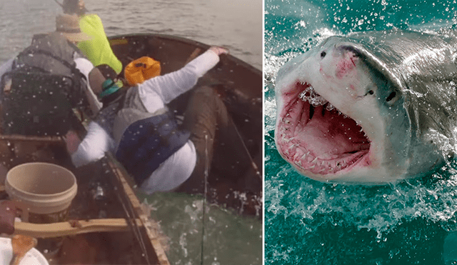 Letal tiburón intenta atacar a pescadores y ocurre lo menos pensado [VIDEO] 