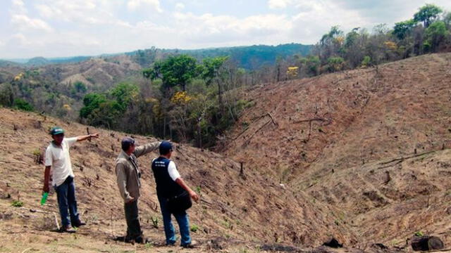 Tumbes: 400 hectáreas de bosque seco se pierden por tala ilegal