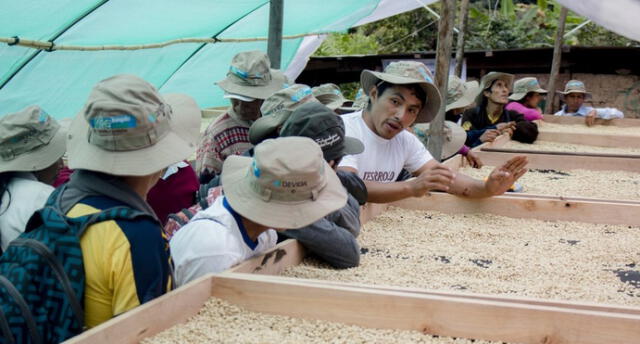 Capacitaron a cientos productores de café en Cusco para mejorar sus cultivos
