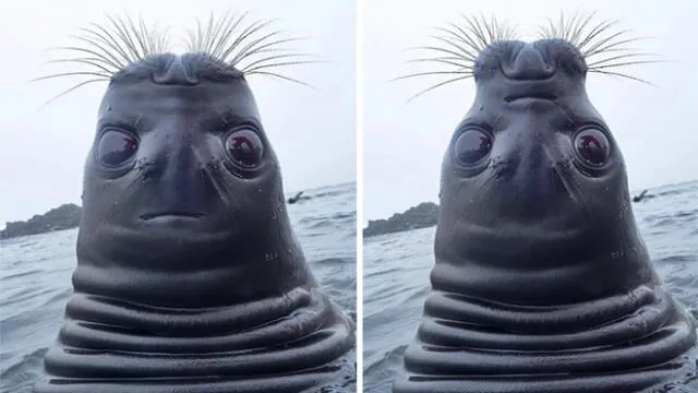 Desliza para descubrir por qué los 'tuiteros' no pueden dejar de reír ante foto de una foca mirando hacia arriba. Foto: Captura.