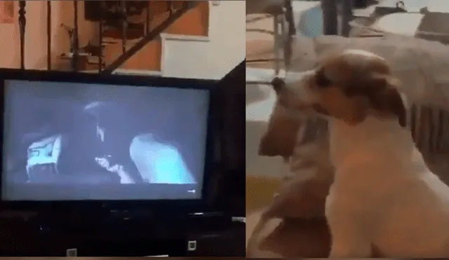 Dueña del can no dudó en grabar la insólita conducta de su mascota mientras veía la película de terror con ella.
