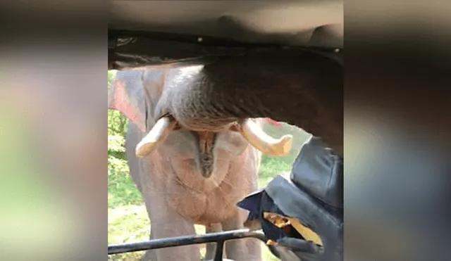 YouTube: Aterrador momento en que viajeros son atacados por un elefante [VIDEO]