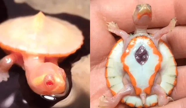 Instagram: tortuga bebé nace con el corazón expuesto y enamora a miles por sus latidos [VIDEO]