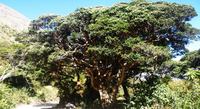 Lanzan concurso de fotografía sobre los árboles más longevos de Cusco 