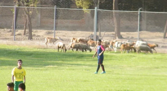 Segunda División: ovejas detuvieron partido de fútbol