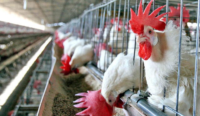 Estados Unidos notificó a la OMS reportando casos de influenza aviar