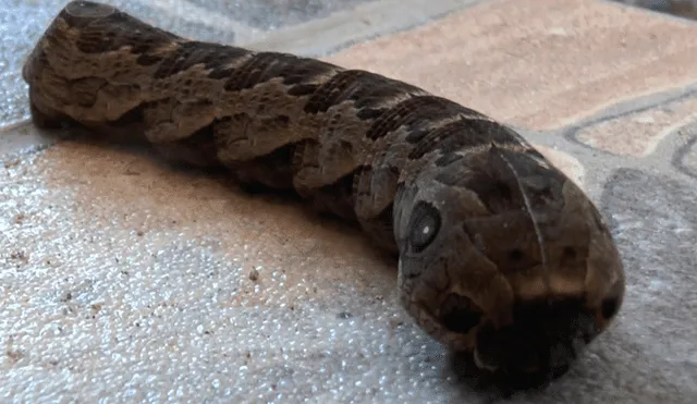 Facebook viral: Este gusano con apariencia de serpiente a dejado aterrados a miles de usuarios