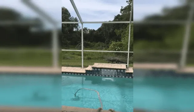 Youtube: Quiso relajarse en la piscina, pero se llevó una terrorífica sorpresa [VIDEO]