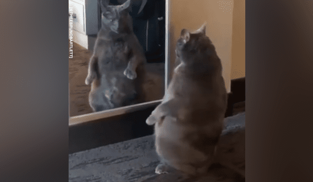 Facebook viral: gato con sobrepeso se ve por primera vez al espejo y tiene divertida reacción