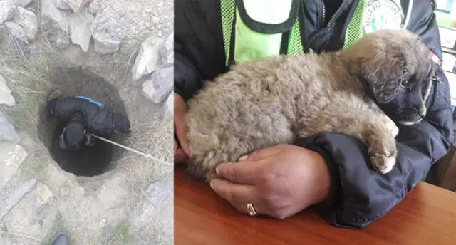 Puno: Sereno arriesga su vida para rescatar a cachorro que cayó a pozo [VIDEO]