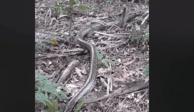 Un residente de Australia encontró a dos enormes serpiente peleando brutalmente dentro de su vivienda.