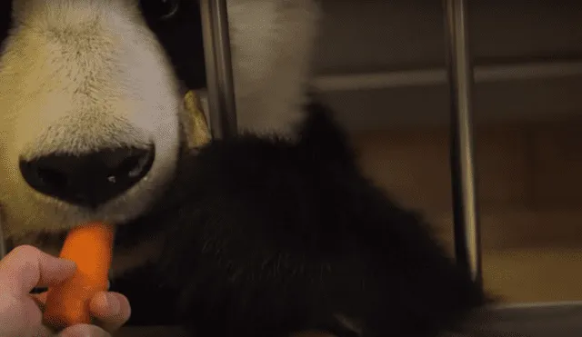 Las curiosas obras de una osa panda que se venden por 490 euros [VIDEO]