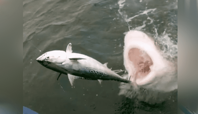 Un video viral en Facebook muestra a la peligrosa criatura que emergió del mar para capturar a pez.