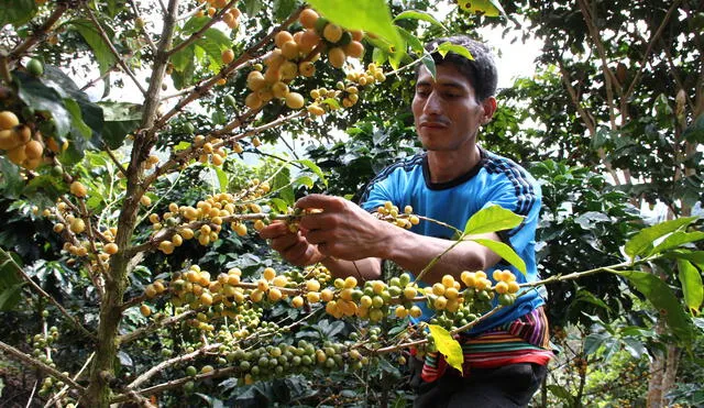 Advierten que caficultores están buscando empleo en zonas de cultivo de coca