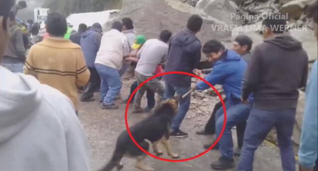 Ayacucho: Perrito ayuda a desbloquear vía afectada por constantes derrumbes en el VRAEM [VIDEO]