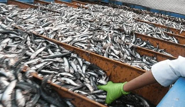Produce: Ejemplares juveniles en segunda temporada de pesca de anchoveta es de solo 2,03%