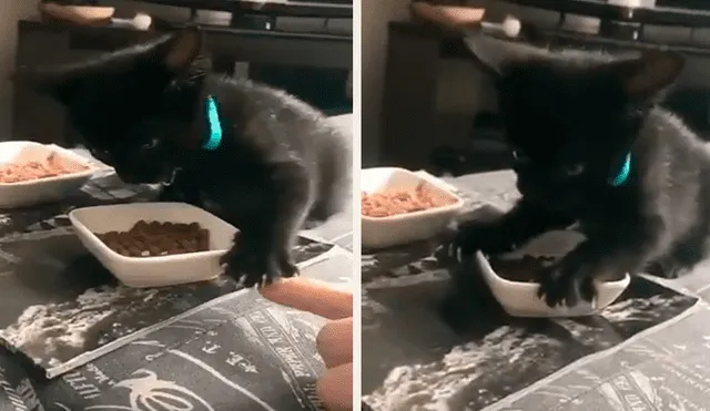 En Facebook, un chico quedó sorprendido con la reacción de su gato cuando este imaginó que le iba arrebatar sus alimentos.