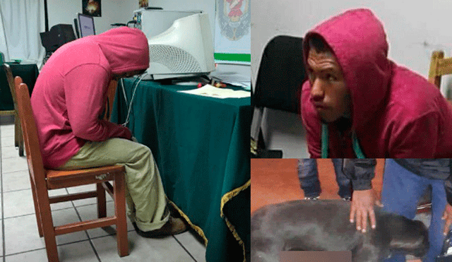 Arequipa: sujeto acuchilló a perrita que intentó defender a menor de 5 años 