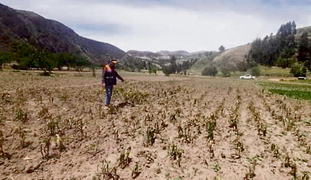 campos áridos. Cultivos esperan a las lluvias.