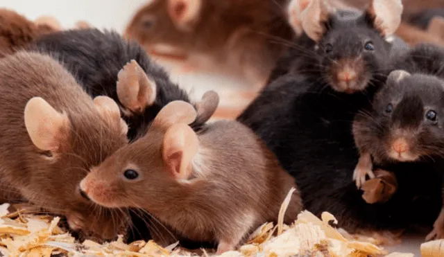 Chile: animalistas liberan ratones de laboratorio, pero ocurre trágico final