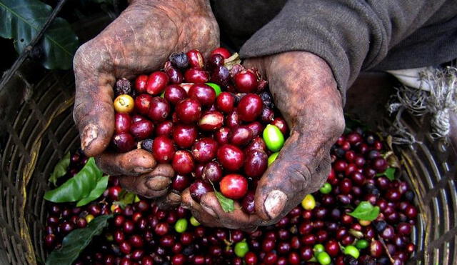 ¿Cuál es la situación del café peruano?