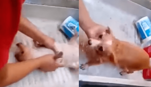 YouTube: bañan a perro con tabla para lavar ropa y agua fría [VIDEO]