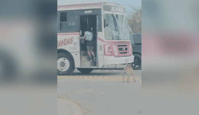 Desliza las imágenes para apreciar el singular truco que realizó una joven para bajar a su perro de un vehículo.