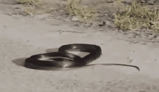 Facebook viral: serpiente se ahorca y las imágenes generan terror en miles [VIDEO]